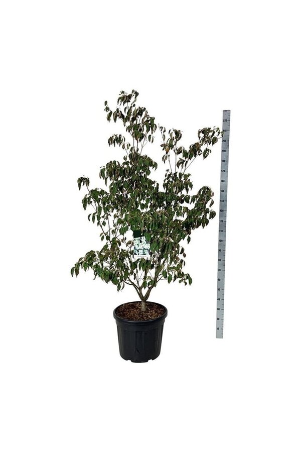 Cornouiller Cornus kousa China Girl