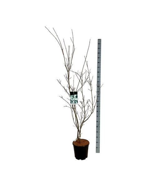 Cornus
