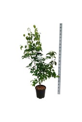 Cornouiller Cornus kousa China Girl