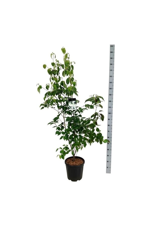 Cornouiller Cornus kousa China Girl