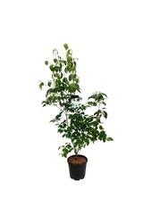 Kornoelje Cornus kousa China Girl