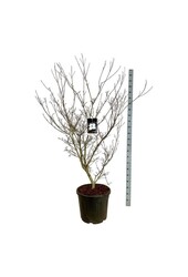 Cornouiller Cornus kousa Cappucino