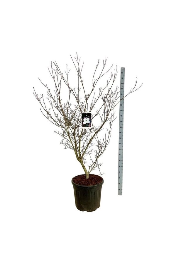 Cornouiller Cornus kousa Cappucino