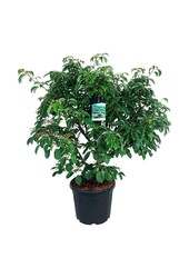 Kornoelje Cornus controversa Pagoda