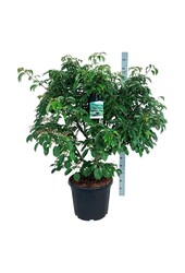 Cornouiller Cornus controversa Pagoda