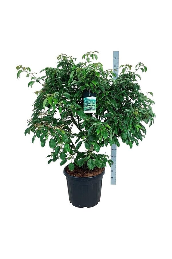 Cornouiller Cornus controversa Pagoda