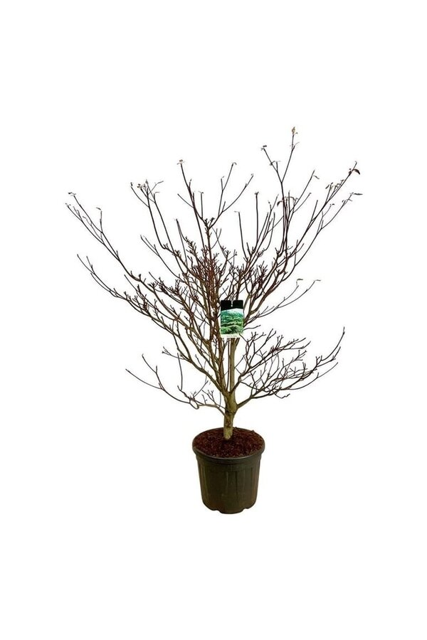 Cornouiller Cornus controversa Pagoda