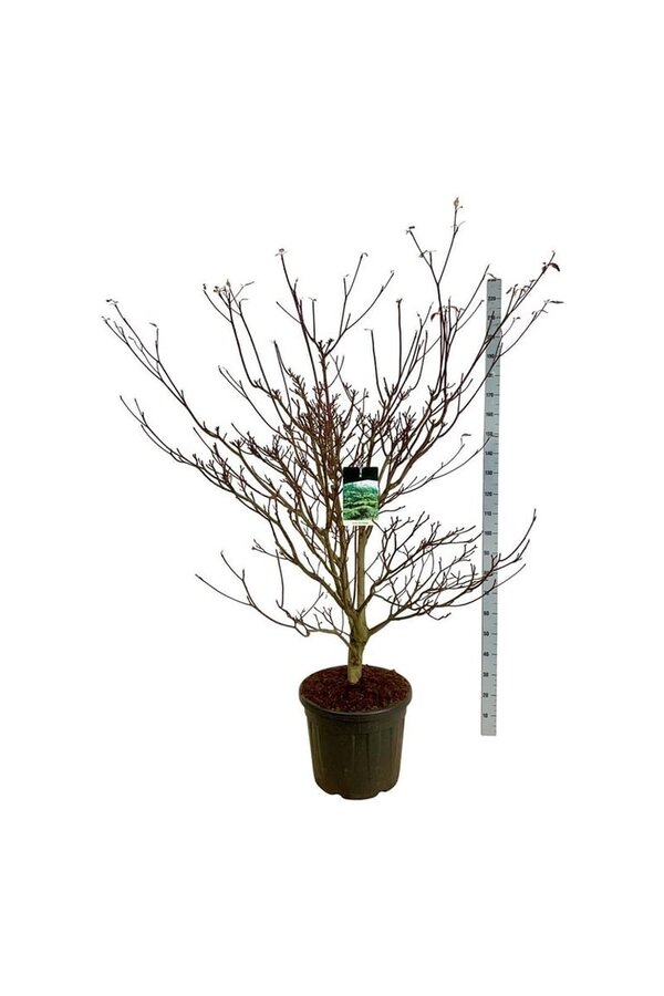 Cornouiller Cornus controversa Pagoda