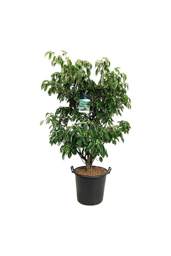 Kornoelje Cornus controversa Pagoda