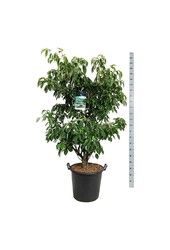 Cornouiller Cornus controversa Pagoda