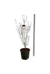 Cornouiller Cornus Aurora