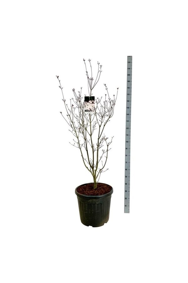 Cornouiller Cornus Aurora