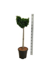 Chamaecyparis Nana Gracilis