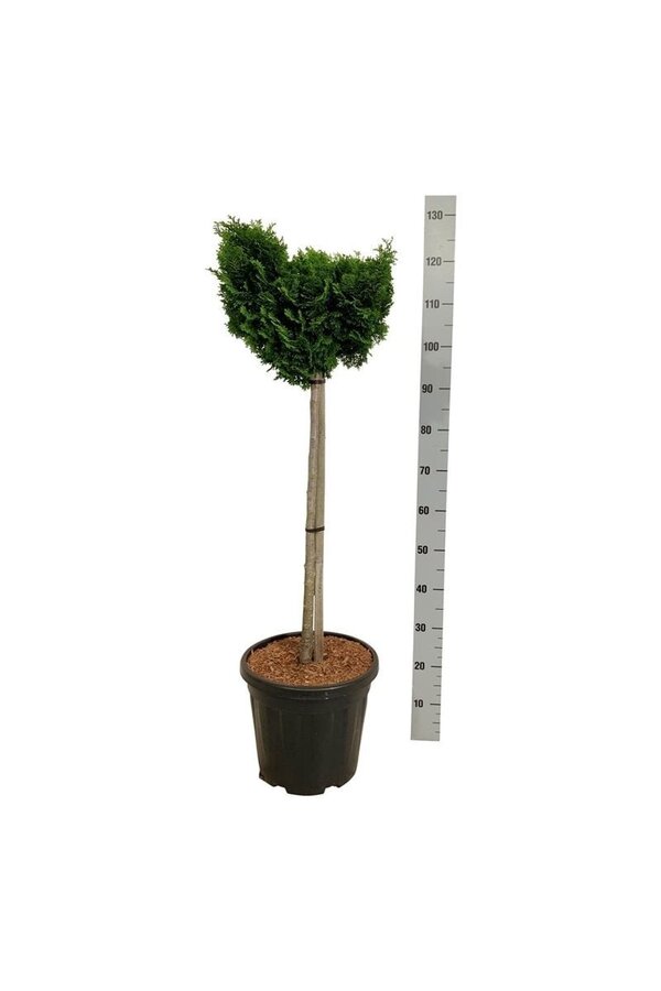 Chamaecyparis Nana Gracilis