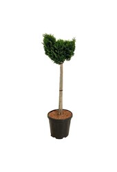 Chamaecyparis Nana Gracilis