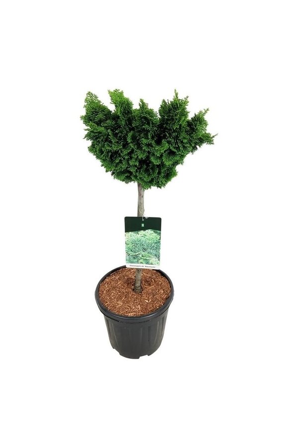 Chamaecyparis Nana Gracilis