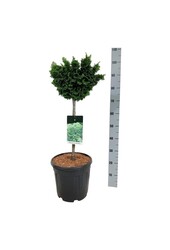 Chamaecyparis Nana Gracilis