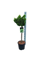 Chamaecyparis Nana Aurea