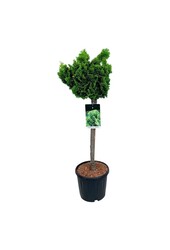 Chamaecyparis Nana Aurea