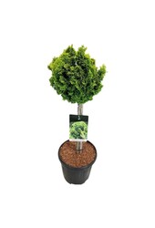 Chamaecyparis Nana Aurea