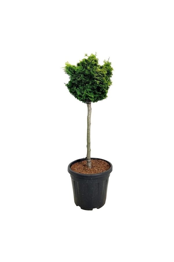 Chamaecyparis Nana Aurea