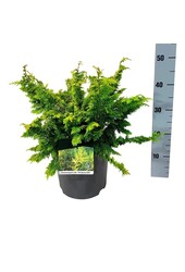 Chamaecyparis Fernspray Gold
