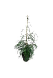 Chamaecyparis Pleurant Solo