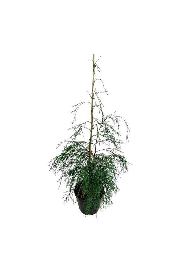 Chamaecyparis Pleurant Solo