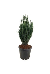 Venijnboom Cephalotaxus Fastigiata