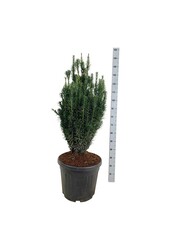 Venijnboom Cephalotaxus Fastigiata