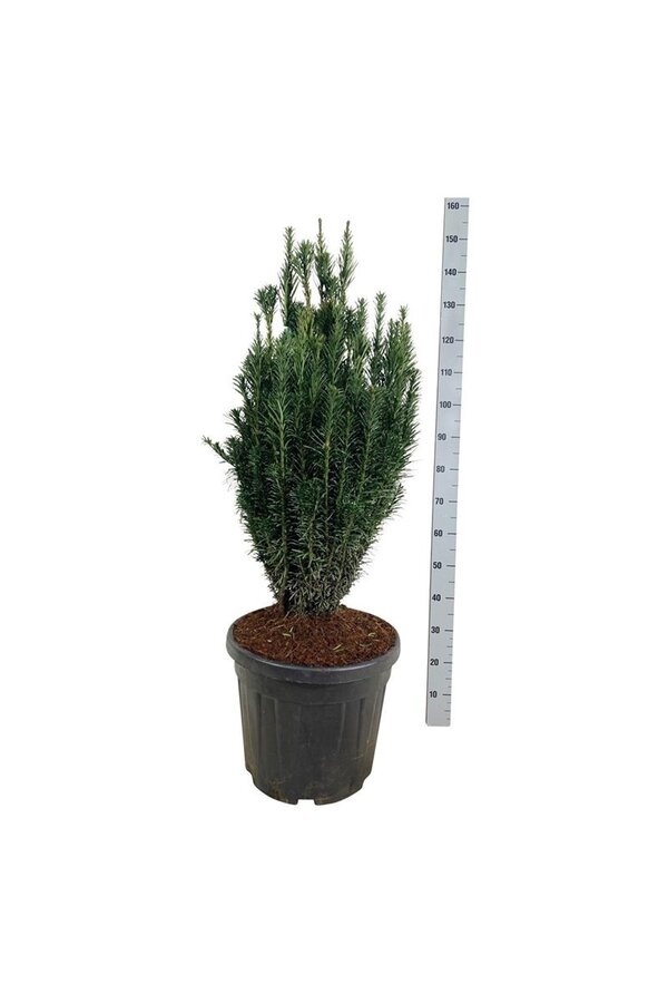 If commun Cephalotaxus Fastigiata