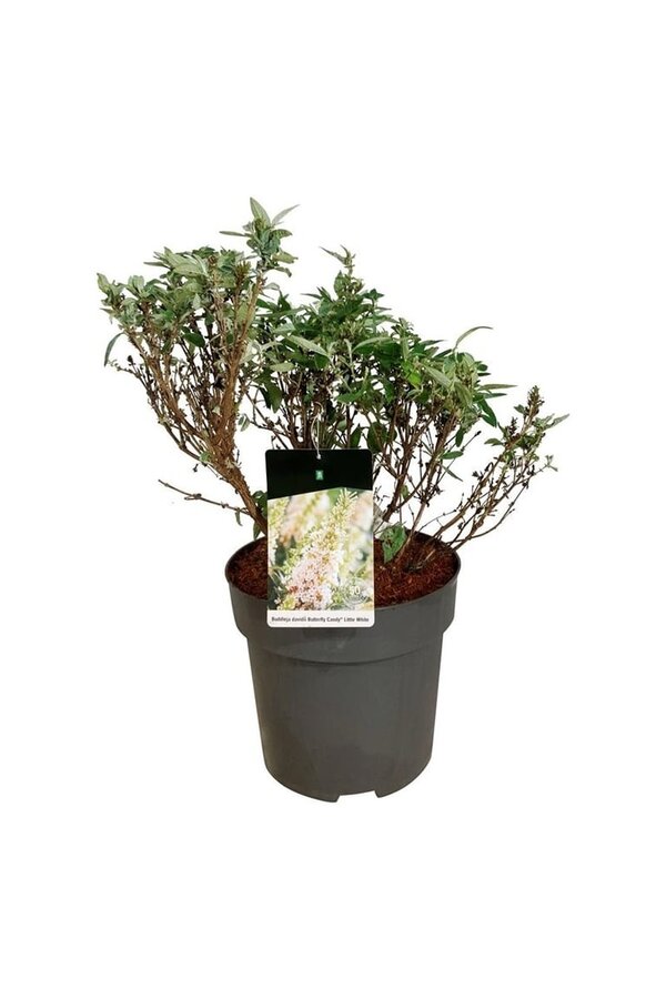 Arbre aux papillons Buddleja B. Candy Little White