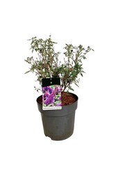 Arbre aux papillons Buddleja B. Candy Little Purple