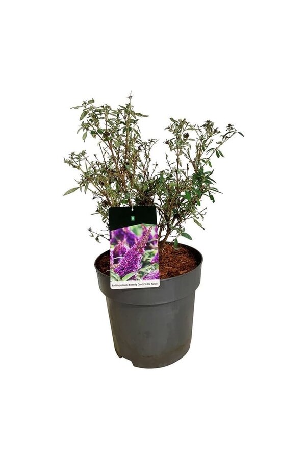 Vlinderstruik Buddleja B. Candy Little Purple