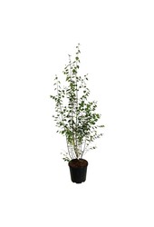 Bouleau Betula utilis jacquemontii