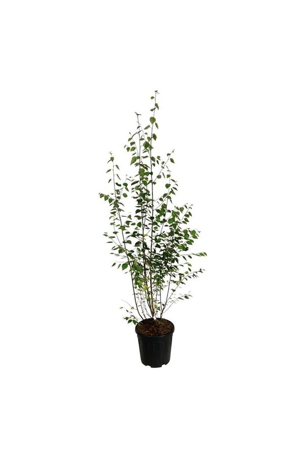 Berk Betula utilis jacquemontii