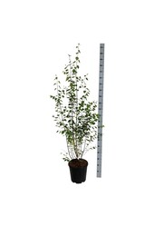 Bouleau Betula utilis jacquemontii