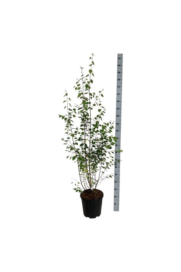 Bouleau Betula utilis jacquemontii