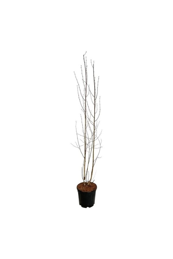 Berk Betula utilis jacquemontii
