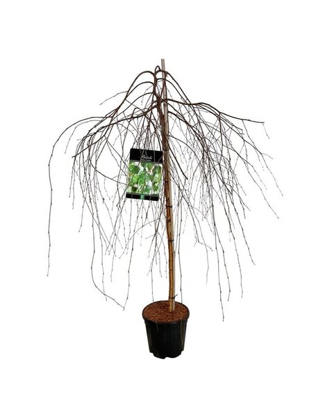 Betula