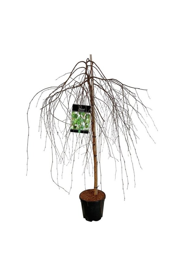 Berk Betula Youngii