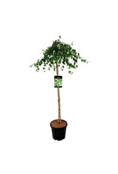 Berk Betula Youngii