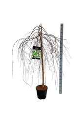 Berk Betula Youngii