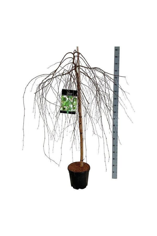 Bouleau Betula Youngii