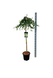 Berk Betula Youngii