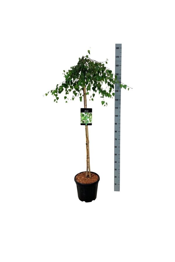 Bouleau Betula Youngii