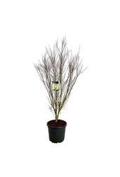 Esdoorn Acer Tsukasa Silhouette PBR
