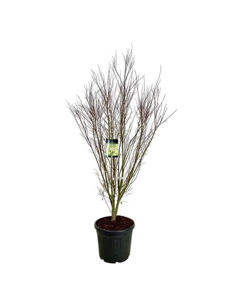 Acer