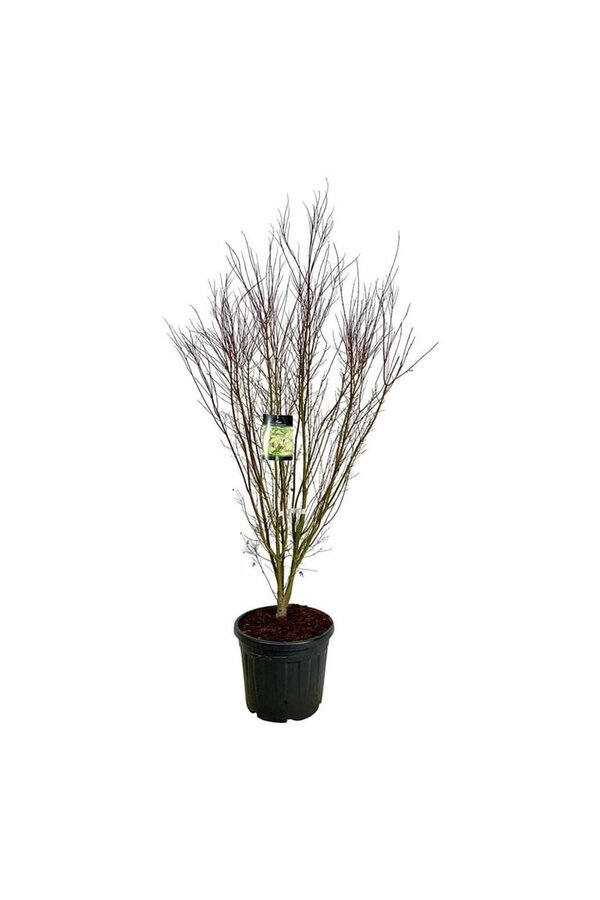 Esdoorn Acer Tsukasa Silhouette PBR