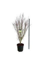 Esdoorn Acer Tsukasa Silhouette PBR